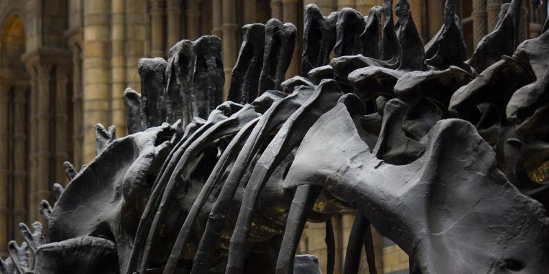 Natural History Museum