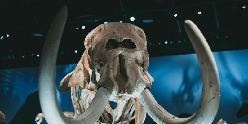 Royal Belgian institute of Natural Sciences